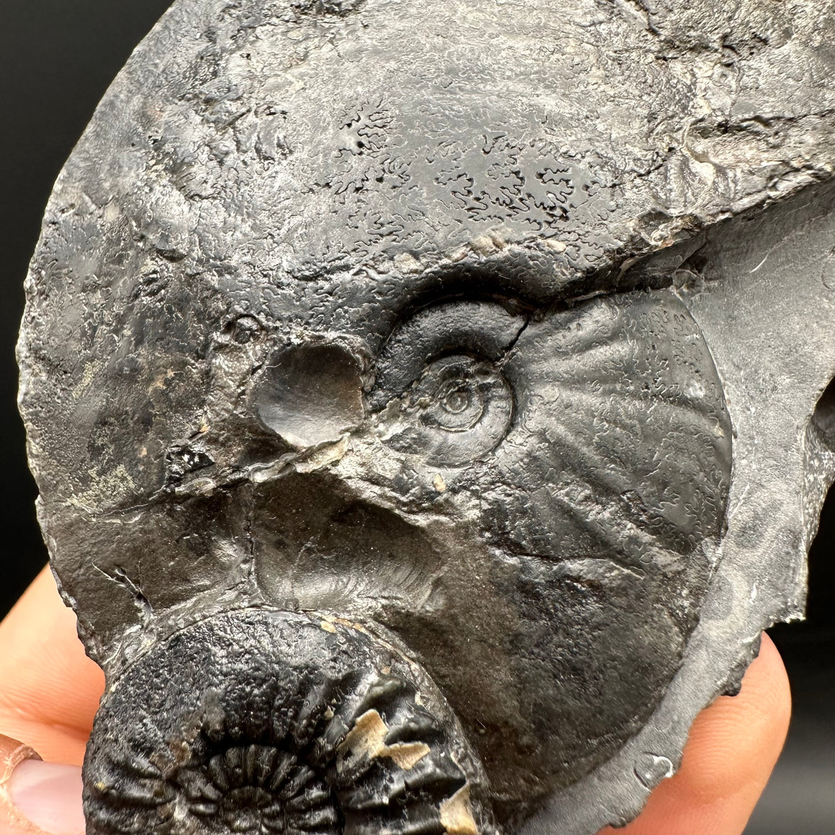 Pleuroceras hawskerense / Amauroceras Ammonite fossil with box and stand - Whitby, North Yorkshire Jurassic Coast, Yorkshire fossils