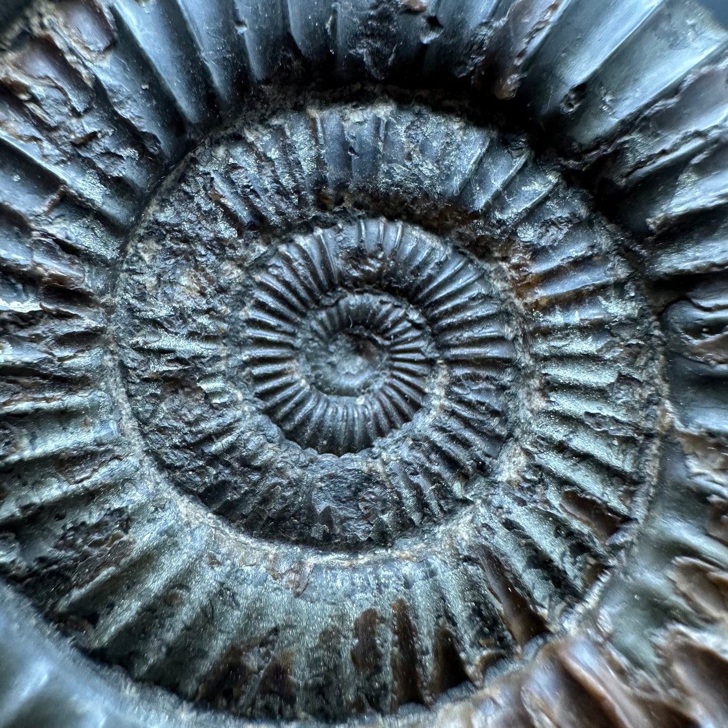 Dactylioceras Ammonite Fossil With box and Stand - Whitby, North Yorkshire Jurassic Coast Yorkshire Fossils