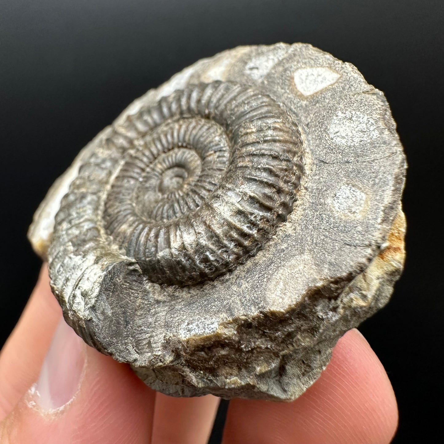 Dactylioceras Ammonite Fossil Gift Set - Whitby, North Yorkshire Jurassic Coast Yorkshire Fossils