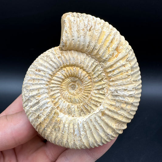 Dichotomosphinctes Ammonite Fossil With Box And Stand - Middle Jurassic Ammonite Madagascar