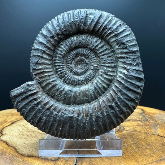 Dactylioceras Ammonite Fossil With box and Stand - Whitby, North Yorkshire Jurassic Coast Yorkshire Fossils