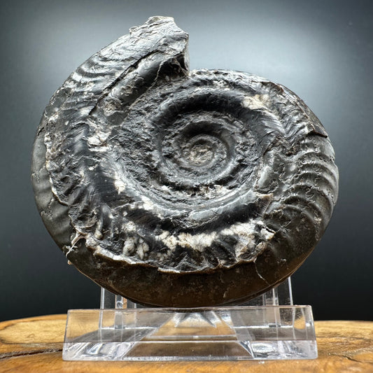 Hildoceras Bifrons Ammonite fossil with box and stand - Whitby, North Yorkshire Jurassic Coast, Yorkshire Fossils from the Jurassic Coast