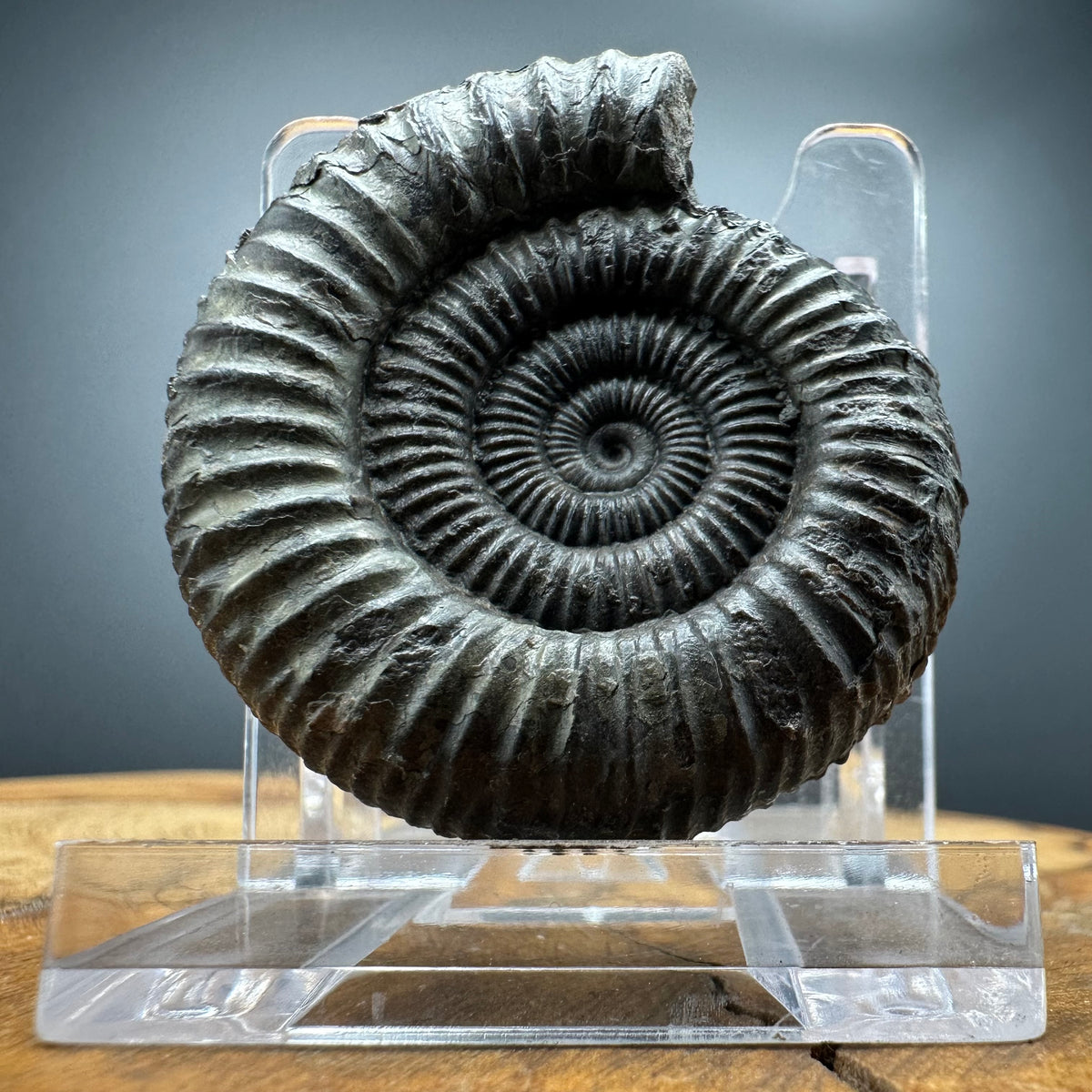 Dactylioceras Ammonite Fossil With box and Stand - Whitby, North Yorkshire Jurassic Coast Yorkshire Fossils
