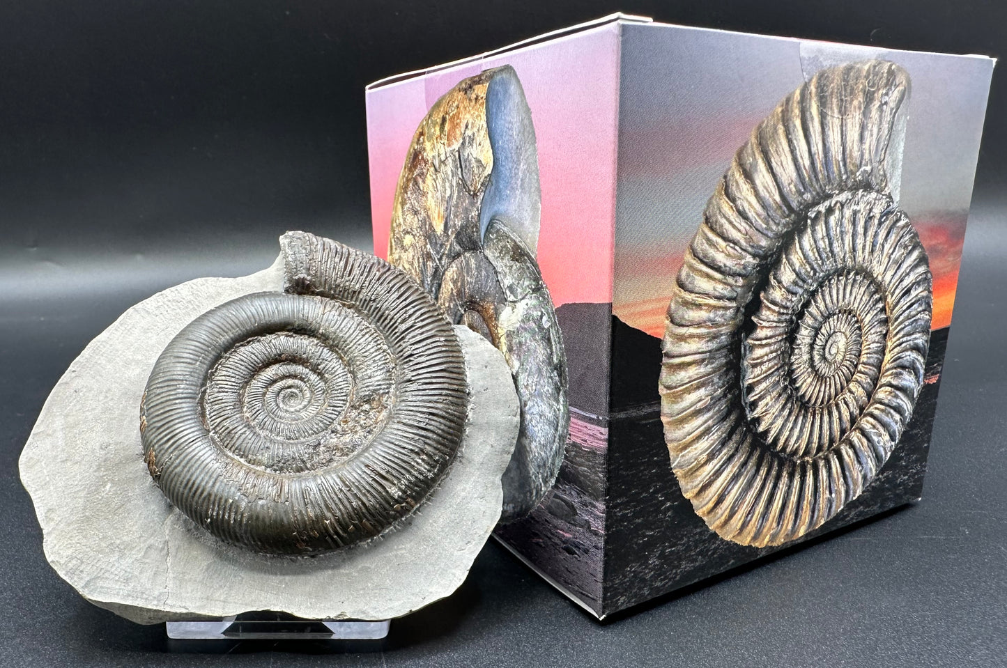 Dactylioceras tenuicostatum ammonite fossil with box and stand - Whitby, North Yorkshire Jurassic Coast