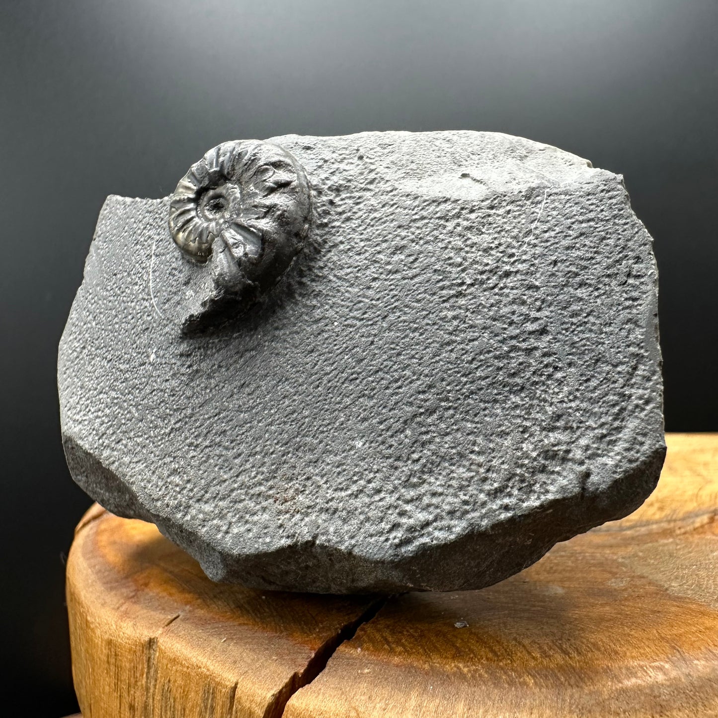 Agassiceras sp. ammonite fossil with box and stand - Whitby, North Yorkshire Jurassic Coast Yorkshire Fossils