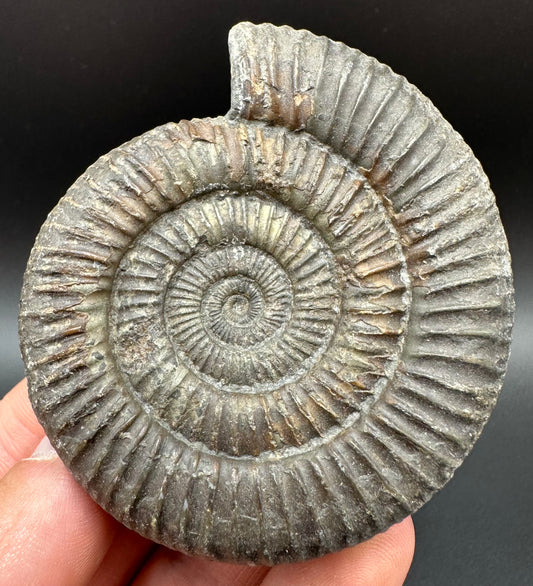 Dactylioceras Ammonite Fossil With Box And Stand - Whitby, North Yorkshire Jurassic Coast Yorkshire Fossils
