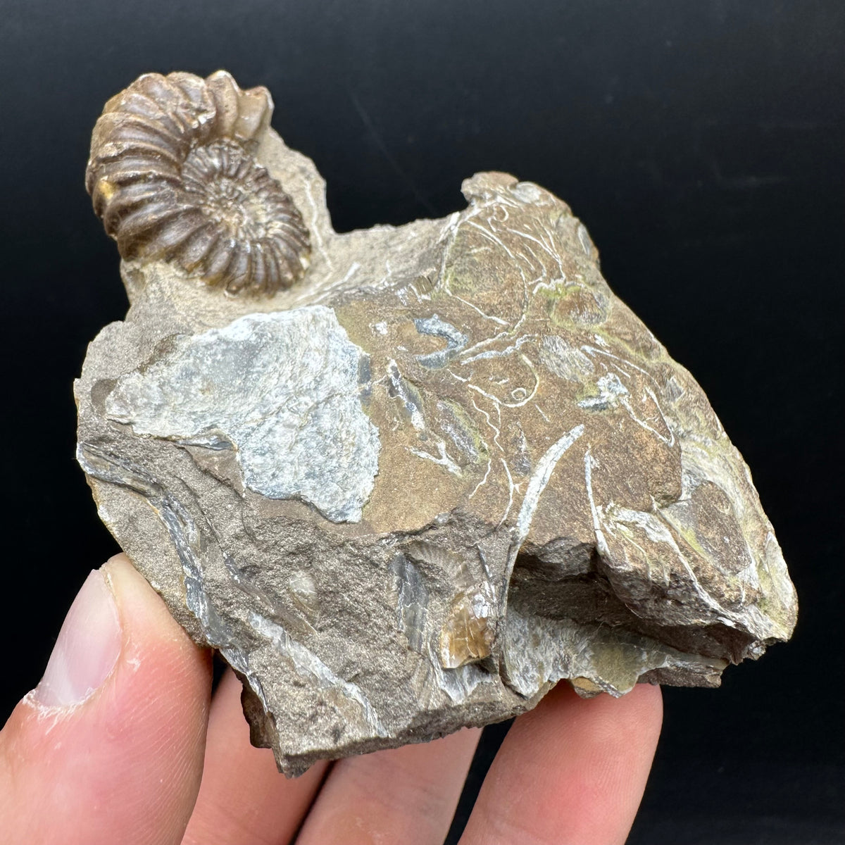 Androgynoceras capricornus Ammonite Fossil With Stand - Whitby, North Yorkshire Jurassic Coast Yorkshire Fossils