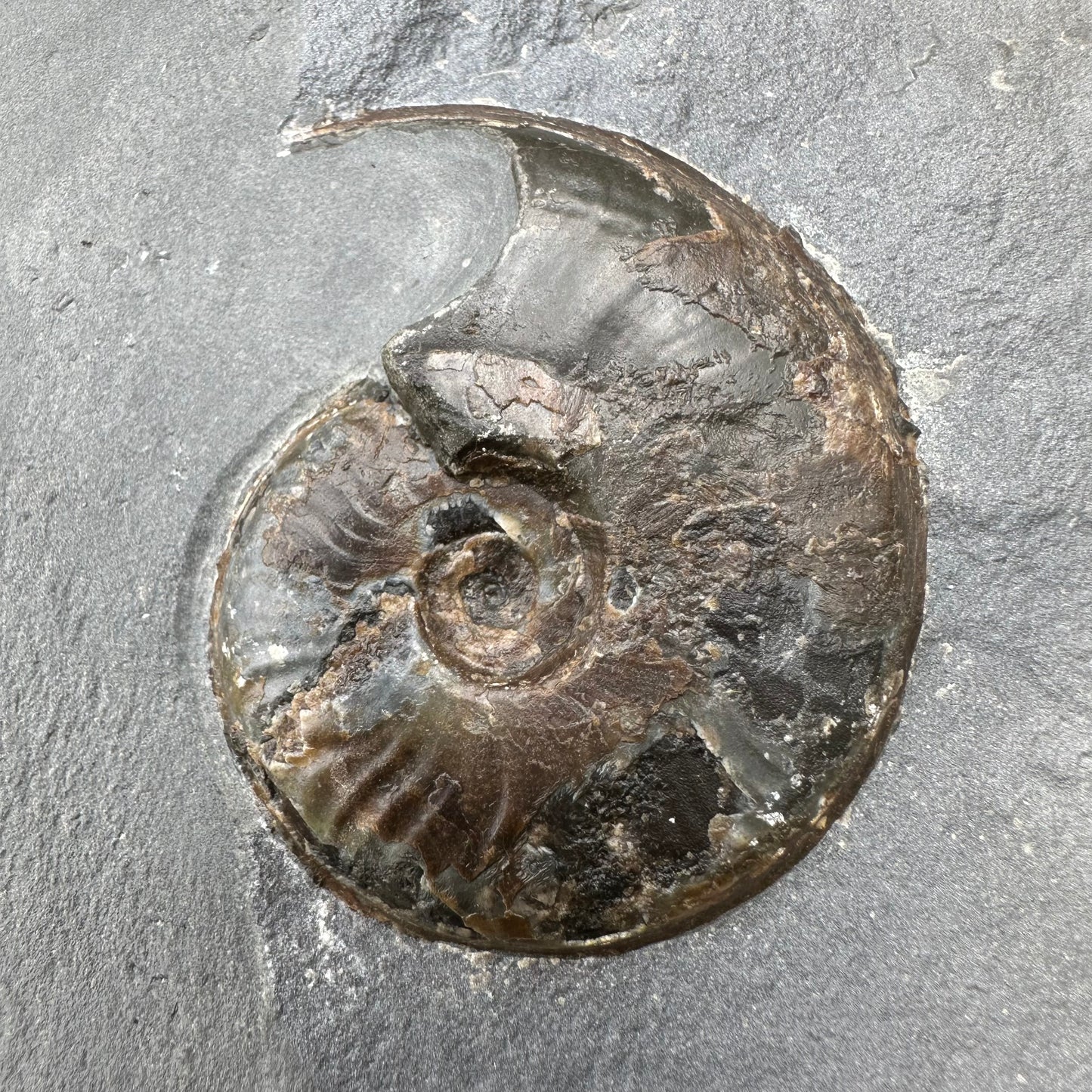 Golden Egg (GENUINE) Ammonite Fossil With Stand - Whitby, North Yorkshire Jurassic Coast Yorkshire Fossils