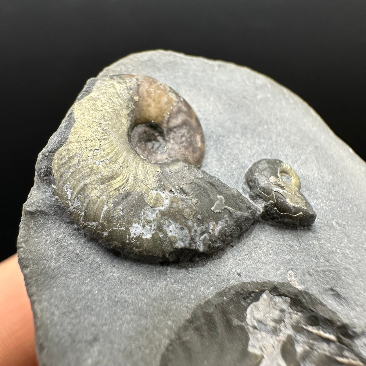 Eleganticeras Elegantulum ammonite fossil with box and stand - Whitby, North Yorkshire Jurassic Coast, Yorkshire Fossils