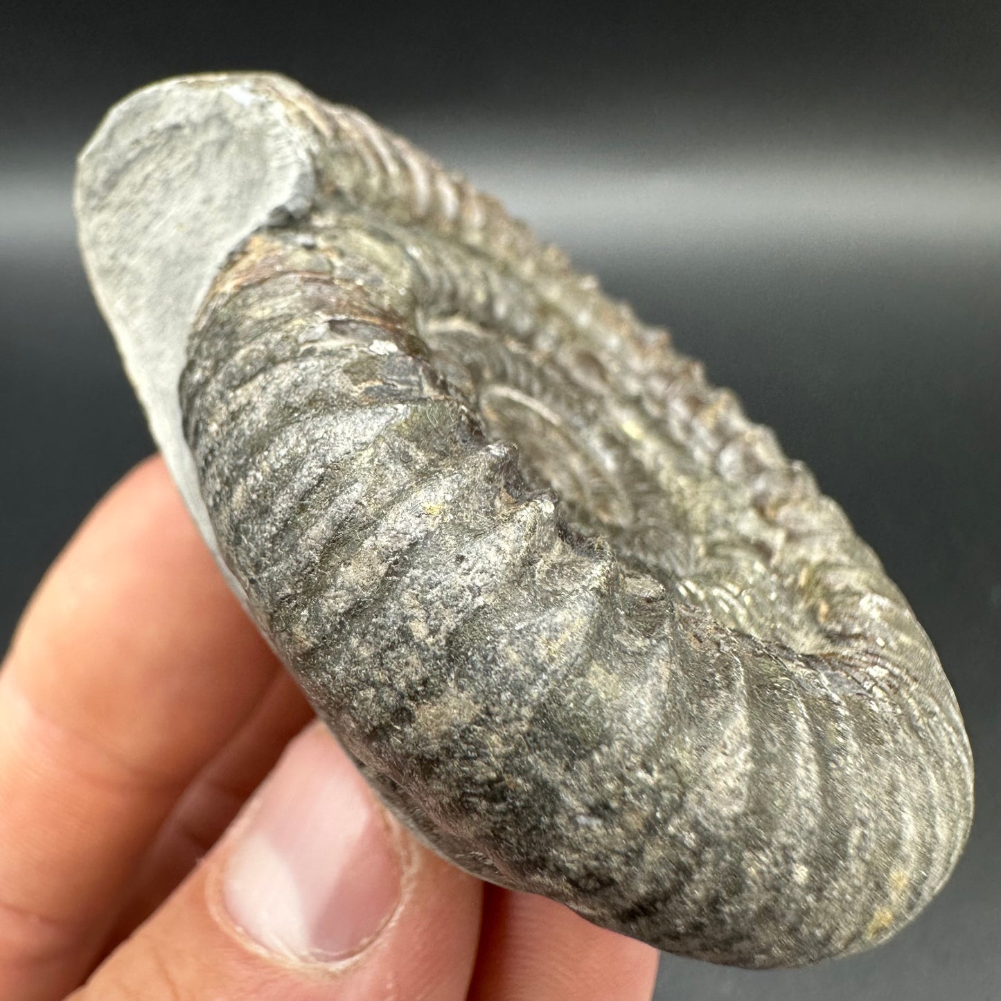 Dactylioceras Ammonite Fossil With Box And Stand - Whitby, North Yorkshire Jurassic Coast Yorkshire Fossils