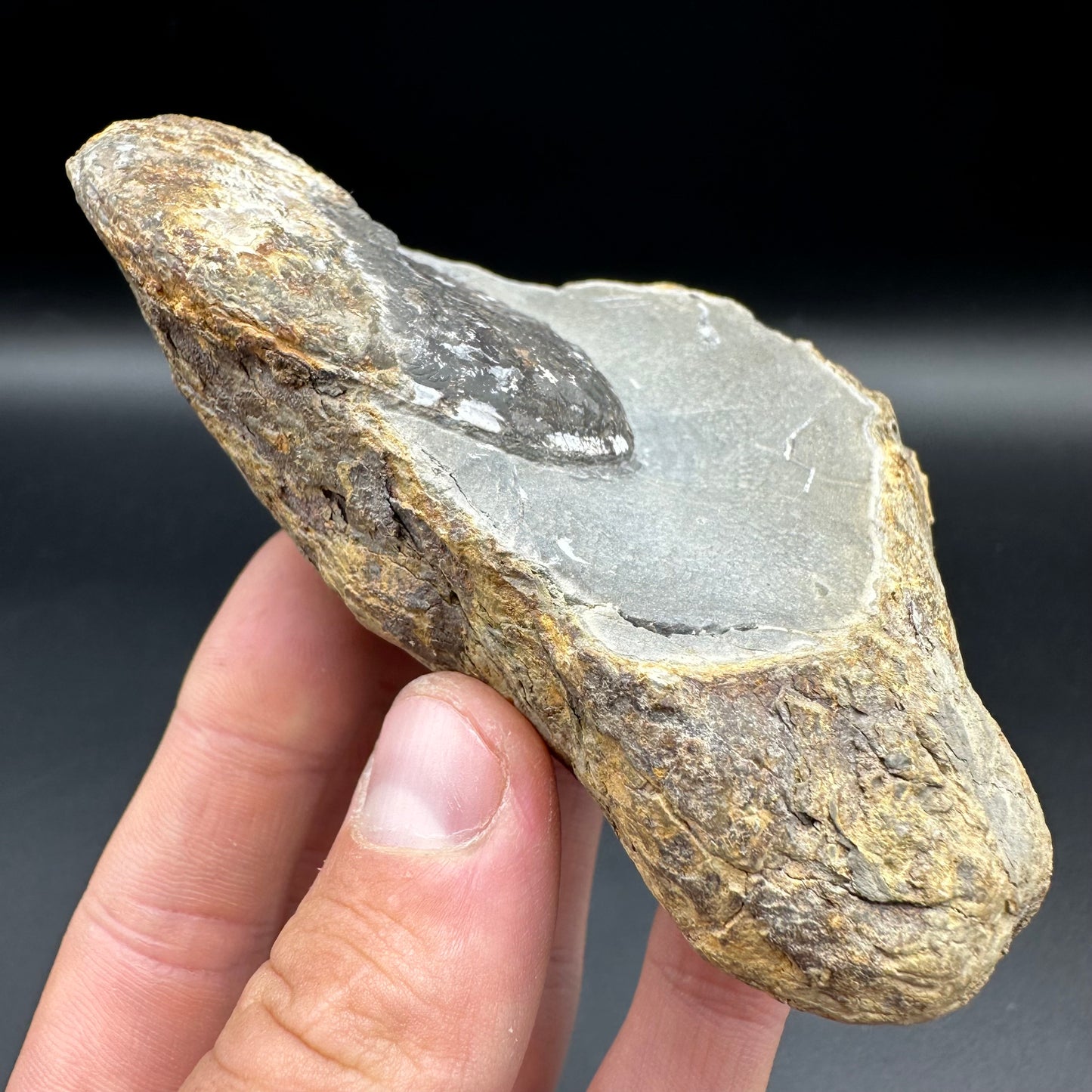 Pseudolioceras lythense ammonite fossil with box and stand - Whitby, North Yorkshire, Yorkshire Fossils on the Jurassic Coast