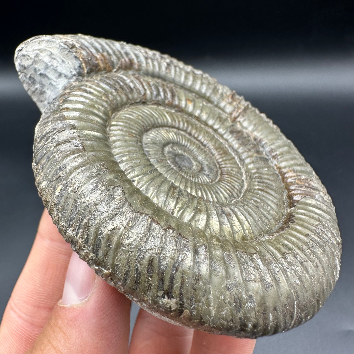 Golden Dactylioceras Ammonite Fossil With Box And Stand - Whitby, North Yorkshire Jurassic Coast Yorkshire Fossils