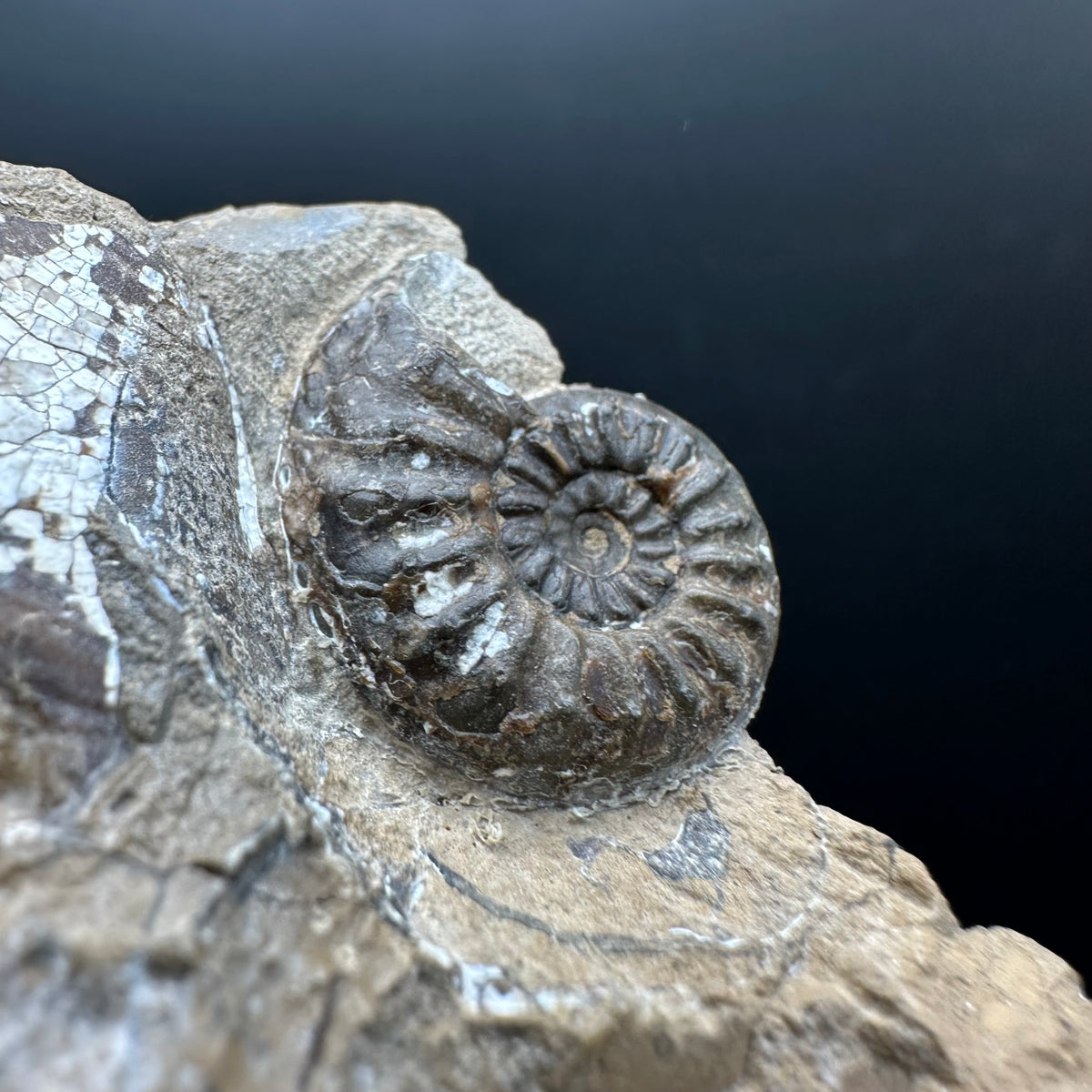Amaltheus subnodosus Ammonite fossil with stand - Whitby, North Yorkshire Jurassic Coast Yorkshire Fossils