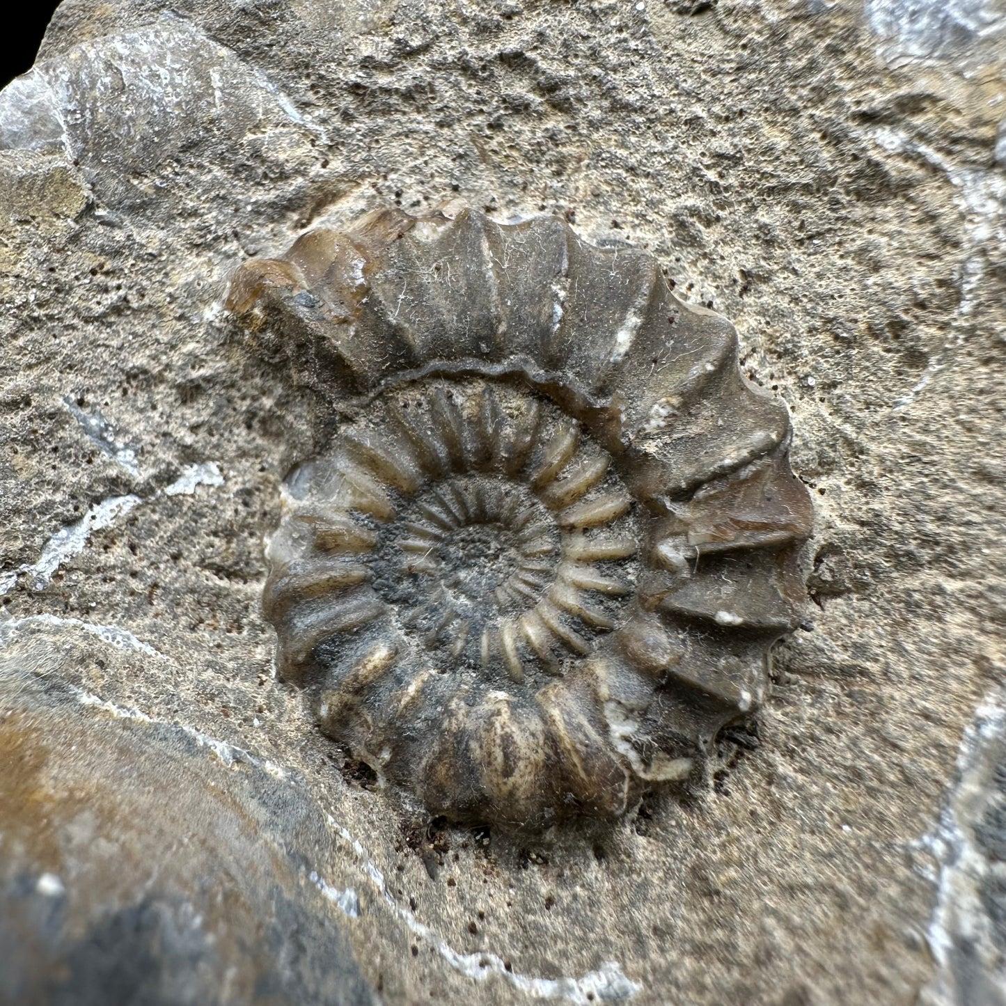 Androgynoceras capricornus Ammonite fossil with box and stand - Whitby, North Yorkshire Jurassic Coast Yorkshire Fossils