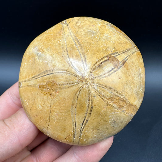 Holectypus Sea Urchin Fossil With Box And Stand - Middle Jurassic Madagascar