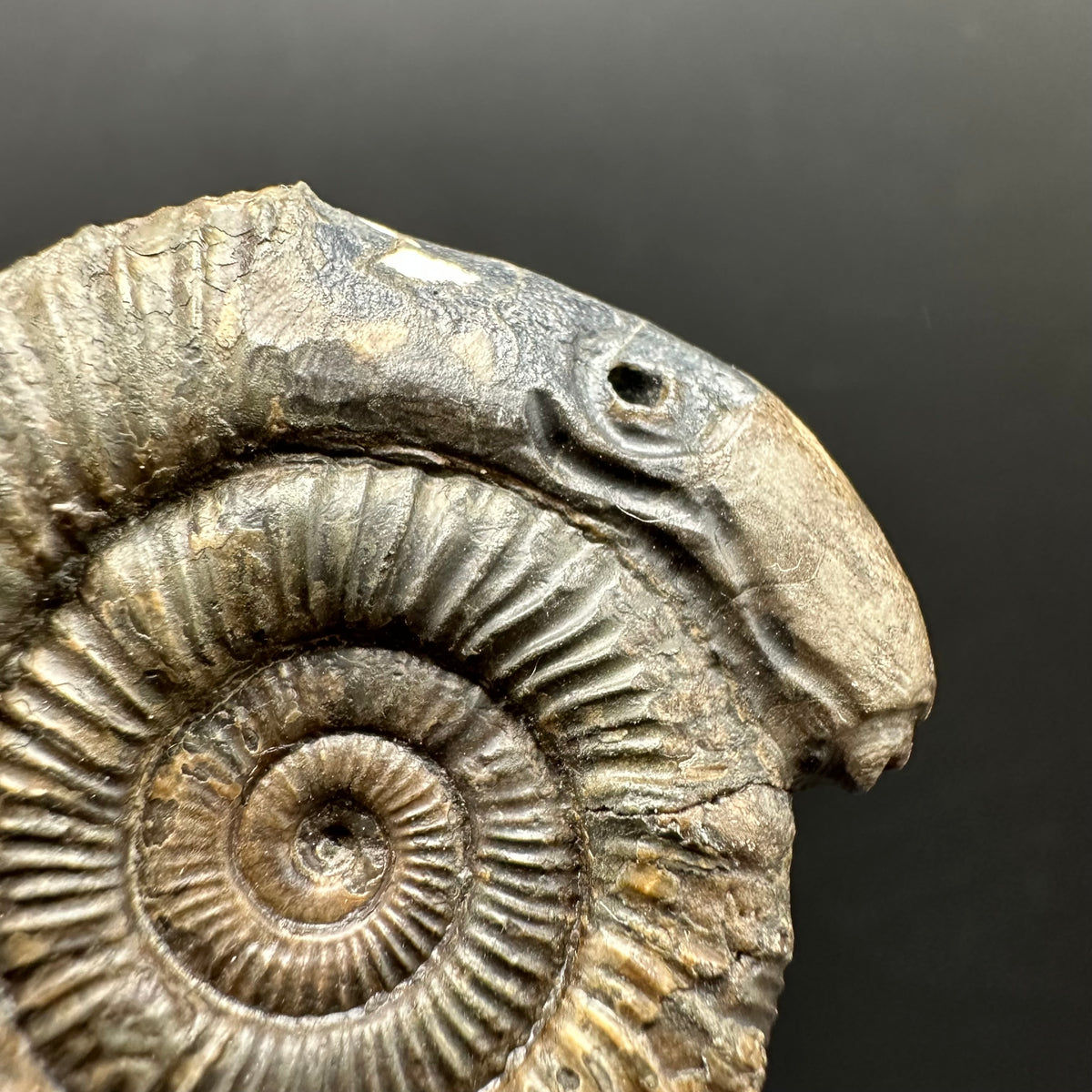 Snakestone Ammonite Fossil With Bag/Box And Stand - Whitby, North Yorkshire Jurassic Coast Yorkshire Fossils