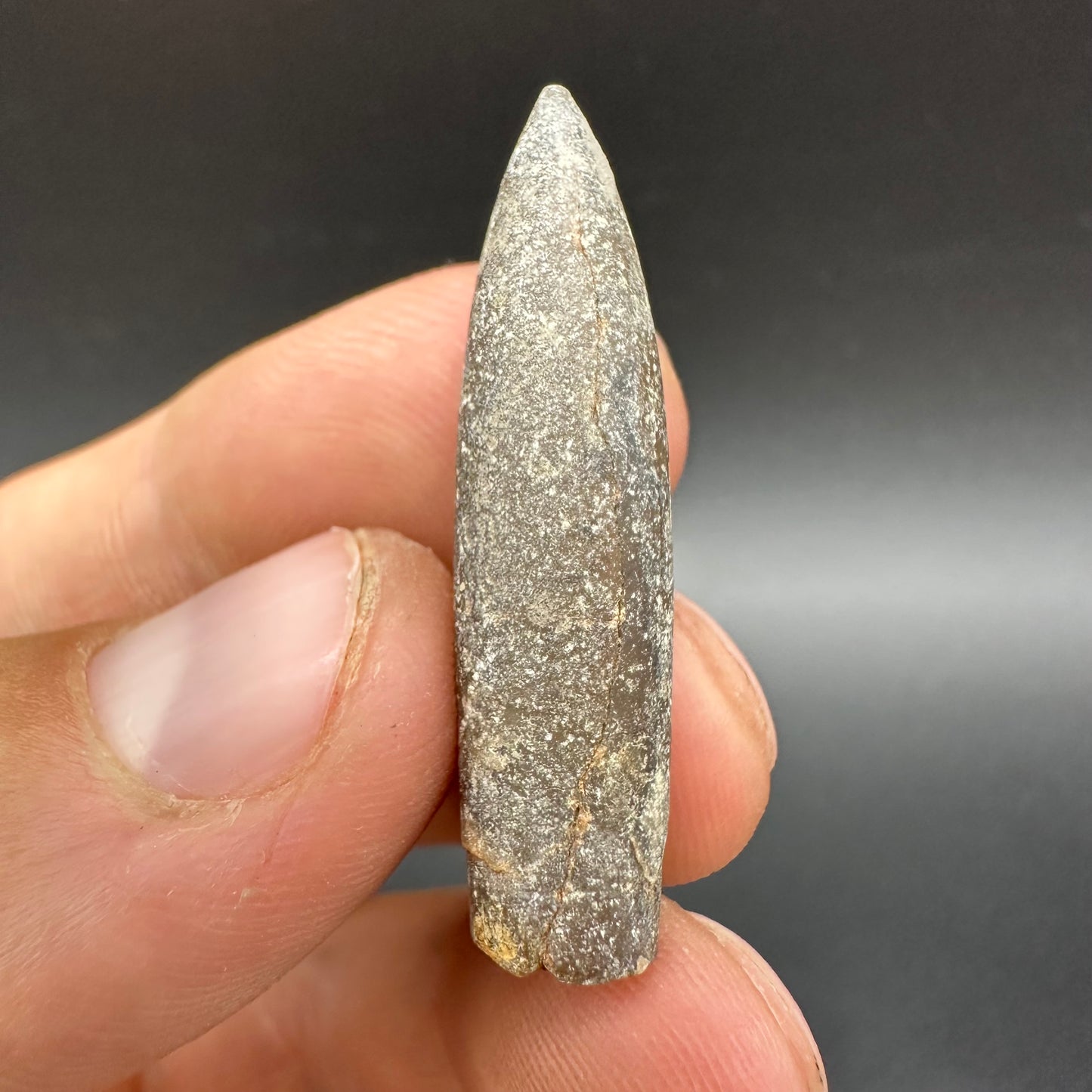 Belemnite (Fossil Squid) shell fossil - Whitby, North Yorkshire Jurassic Coast Yorkshire Fossils