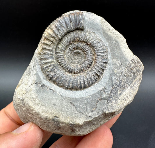 Dactylioceras Ammonite Fossil With Box And Stand - Whitby, North Yorkshire Jurassic Coast Yorkshire Fossils