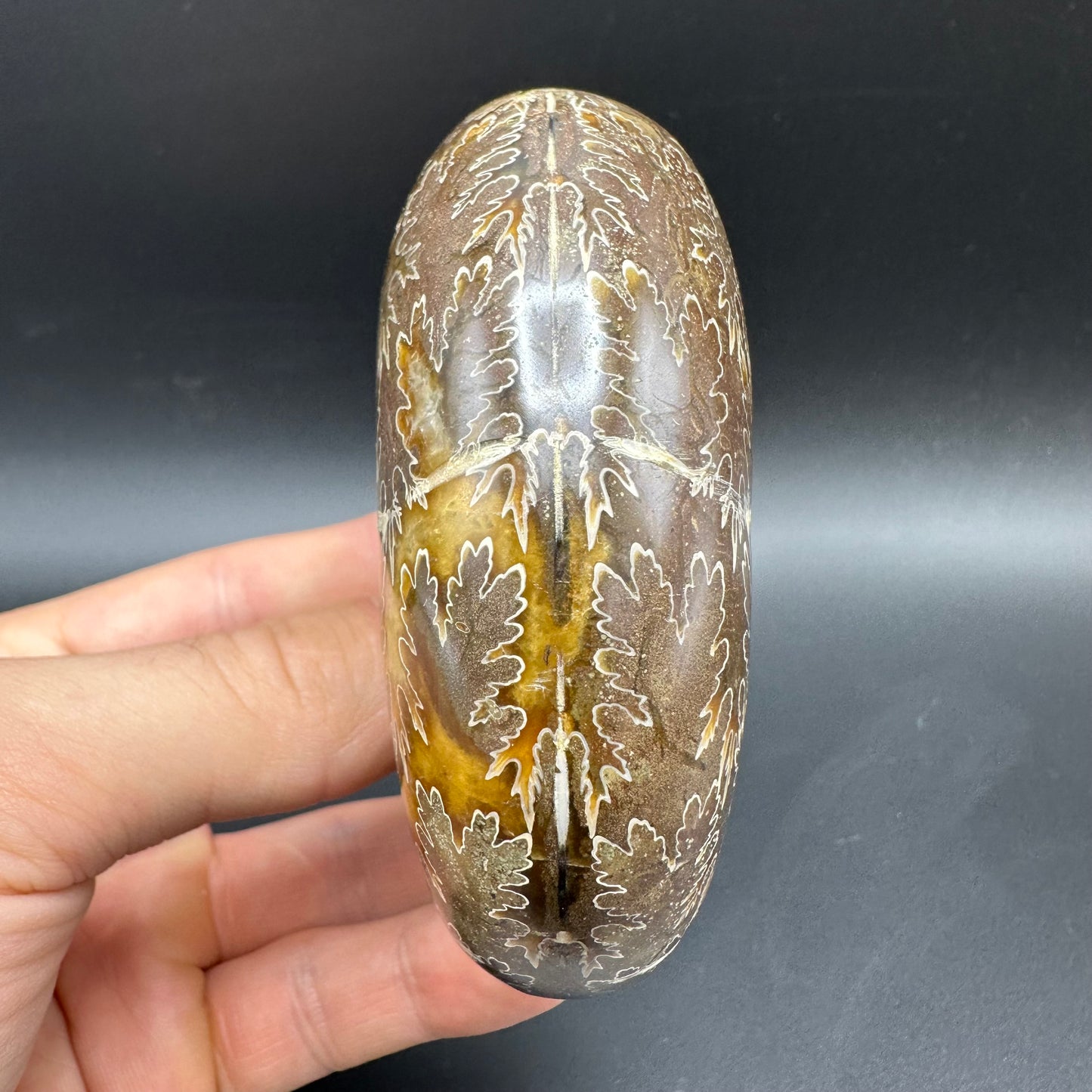 Puzosia Ammonite Fossil With Box And Stand - Cretaceous Ammonite Madagascar