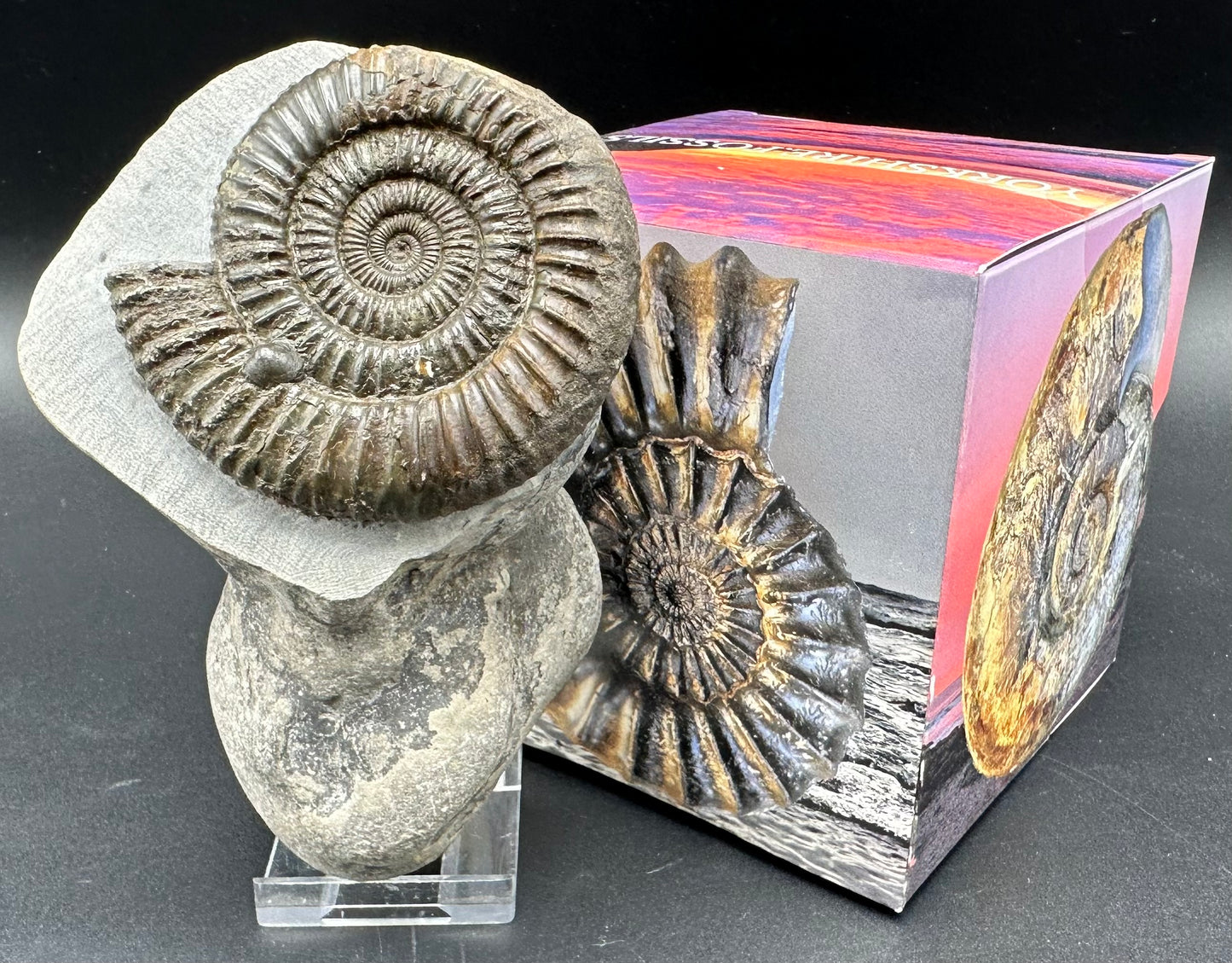 Dactylioceras Ammonite Fossil With Box And Stand - Whitby, North Yorkshire Jurassic Coast Yorkshire Fossils