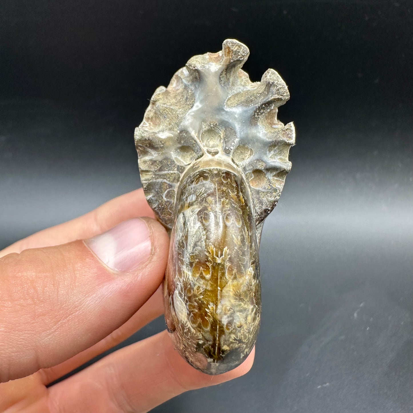 Phylloceras Ammonite Fossil With Box And Stand - Cretaceous Ammonite Madagascar
