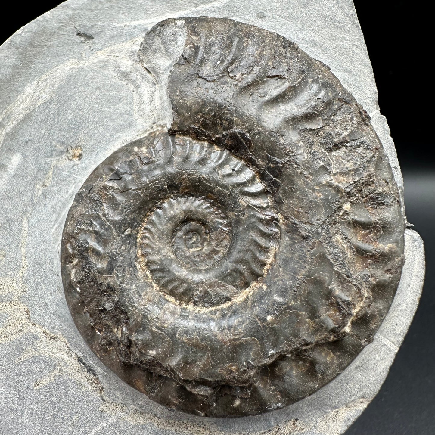 Hildoceras lusitanicum Ammonite fossil with box and stand - Whitby, North Yorkshire, Jurassic Coast, Yorkshire Fossils from the Jurassic Coast