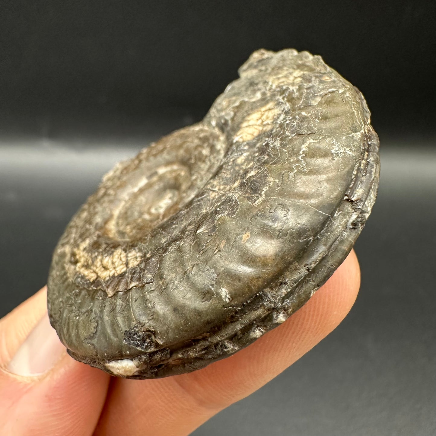 Hildoceras Bifrons Ammonite fossil with box and stand - Whitby, North Yorkshire Jurassic Coast, Yorkshire Fossils from the Jurassic Coast