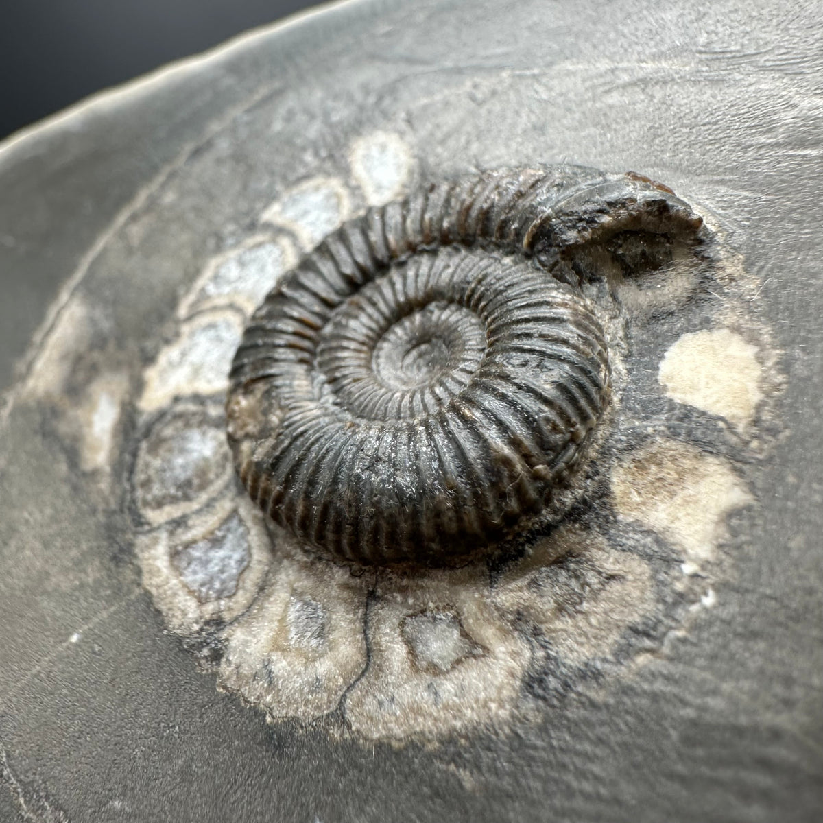 Dactylioceras Ammonite Fossil With box and Stand - Whitby, North Yorkshire Jurassic Coast Yorkshire Fossils