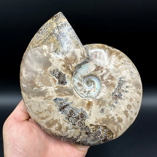 Cleoniceras Ammonite Fossil With Stand - Cretaceous Ammonite Madagascar