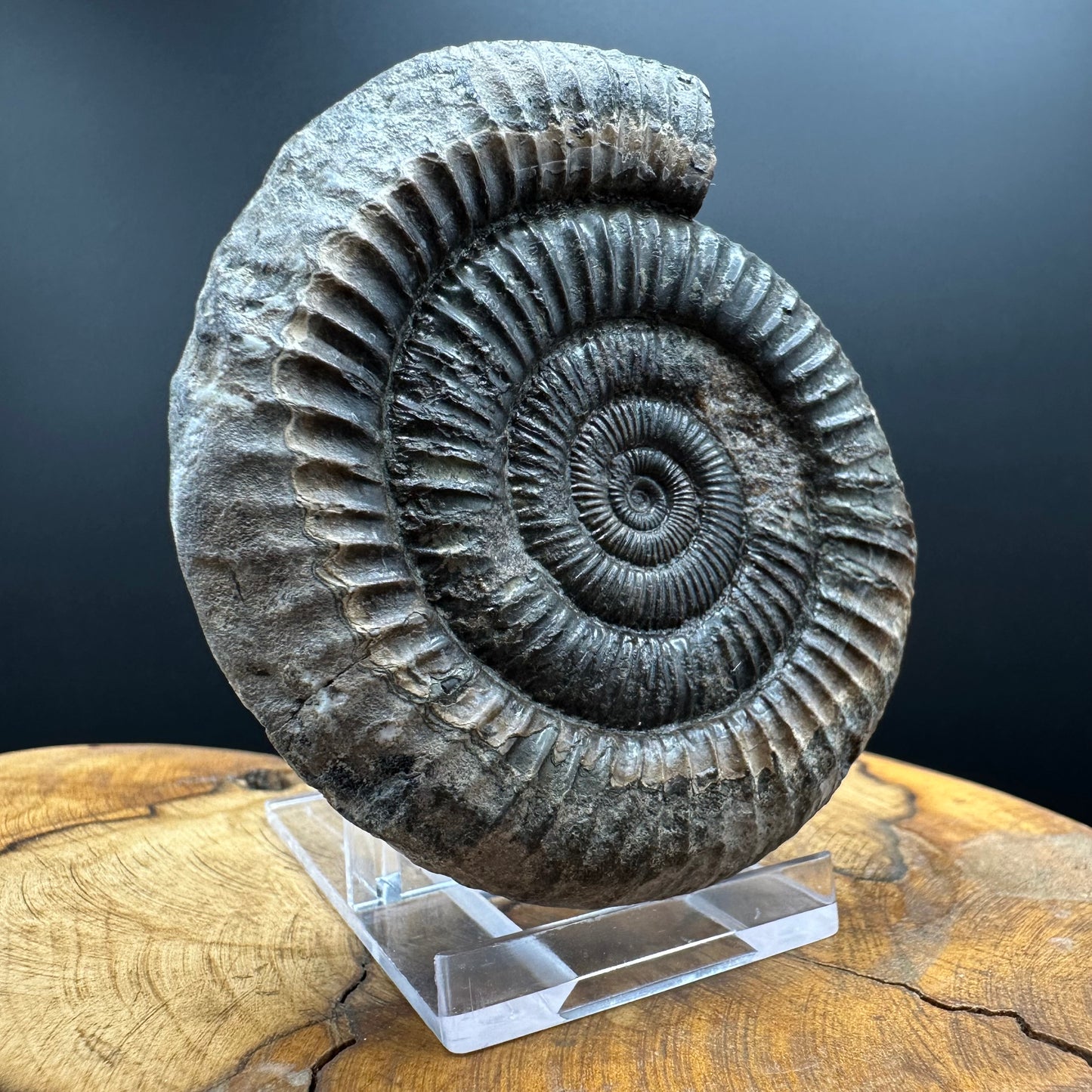 Dactylioceras Ammonite Fossil With box and Stand - Whitby, North Yorkshire Jurassic Coast Yorkshire Fossils
