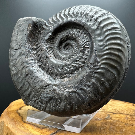Hildoceras lusitanicum Ammonite fossil with stand - Whitby, North Yorkshire, Jurassic Coast, Yorkshire Fossils from the Jurassic Coast