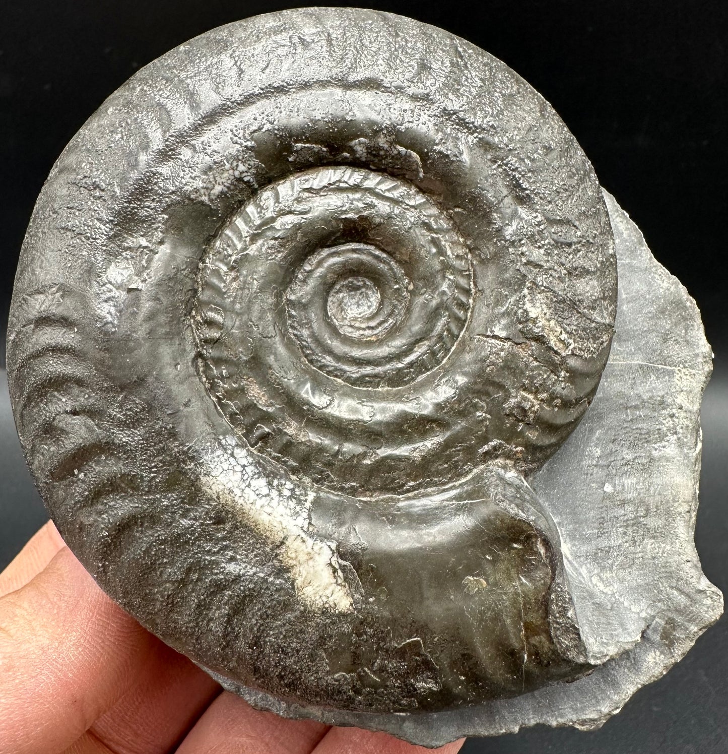 Hildoceras Bifrons Ammonite fossil with box and stand - Whitby, North Yorkshire Jurassic Coast, Yorkshire Fossils from the Jurassic Coast