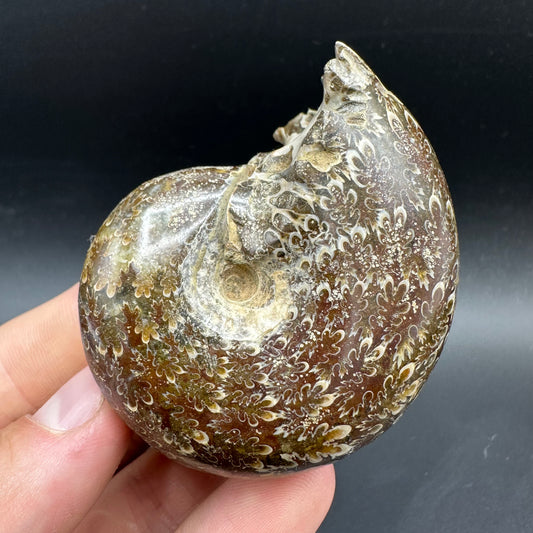 Phylloceras Ammonite Fossil With Box And Stand - Cretaceous Ammonite Madagascar
