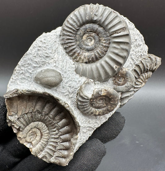 Arnioceras ammonite shell fossil with stand - Whitby, North Yorkshire Jurassic Coast Yorkshire Fossils