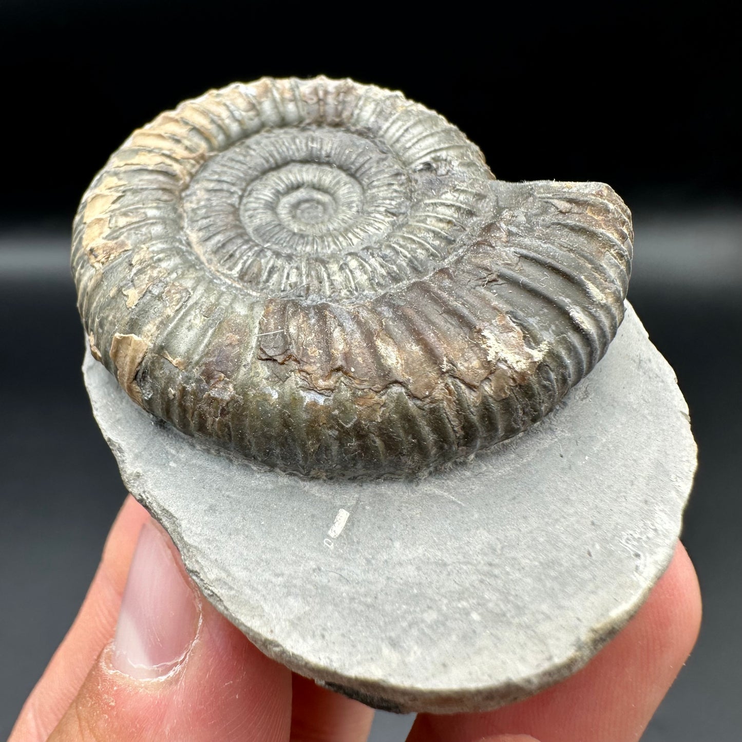 Dactylioceras Ammonite Fossil With Box And Stand - Whitby, North Yorkshire Jurassic Coast Yorkshire Fossils