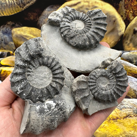 Pleuroceras hawskerense x3 ammonite fossil - Whitby, North Yorkshire Jurassic Coast, Yorkshire fossils