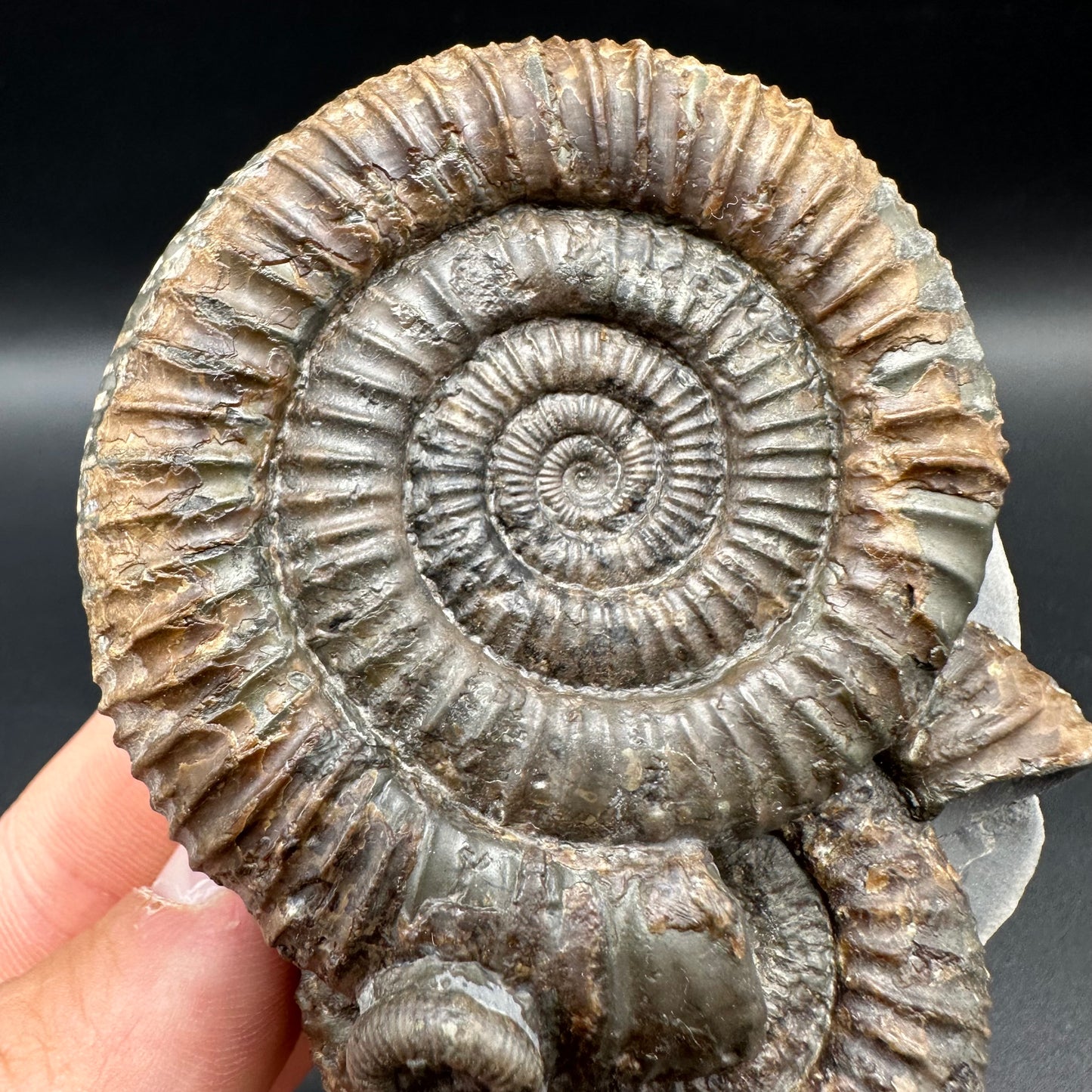 Dactylioceras Multi ammonite fossil with box and stand - Whitby, North Yorkshire Jurassic Coast, Yorkshire Fossils