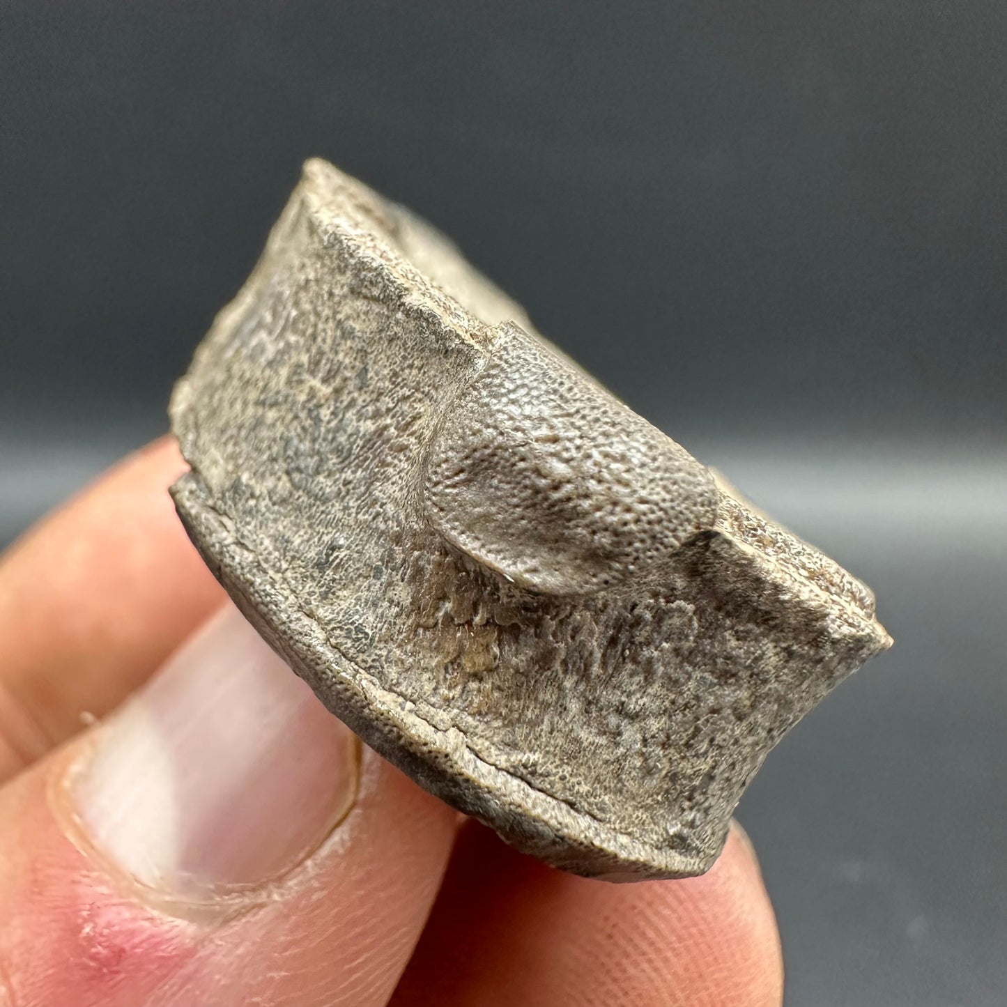 Ichthyosaur Vertebra fossil with box and stand - Whitby, North Yorkshire Jurassic Coast, Yorkshire fossils found on the Jurassic Coast