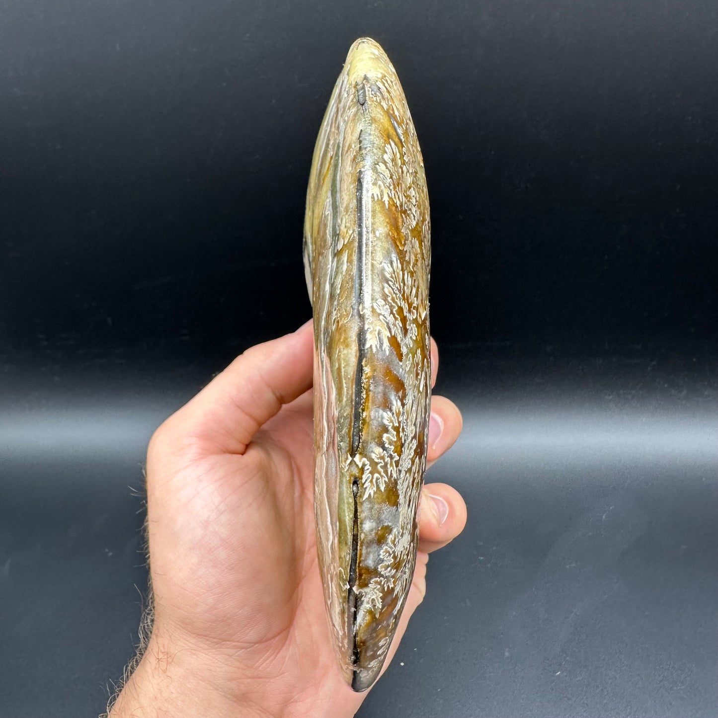Cleoniceras Ammonite Fossil With Stand - Cretaceous Ammonite Madagascar