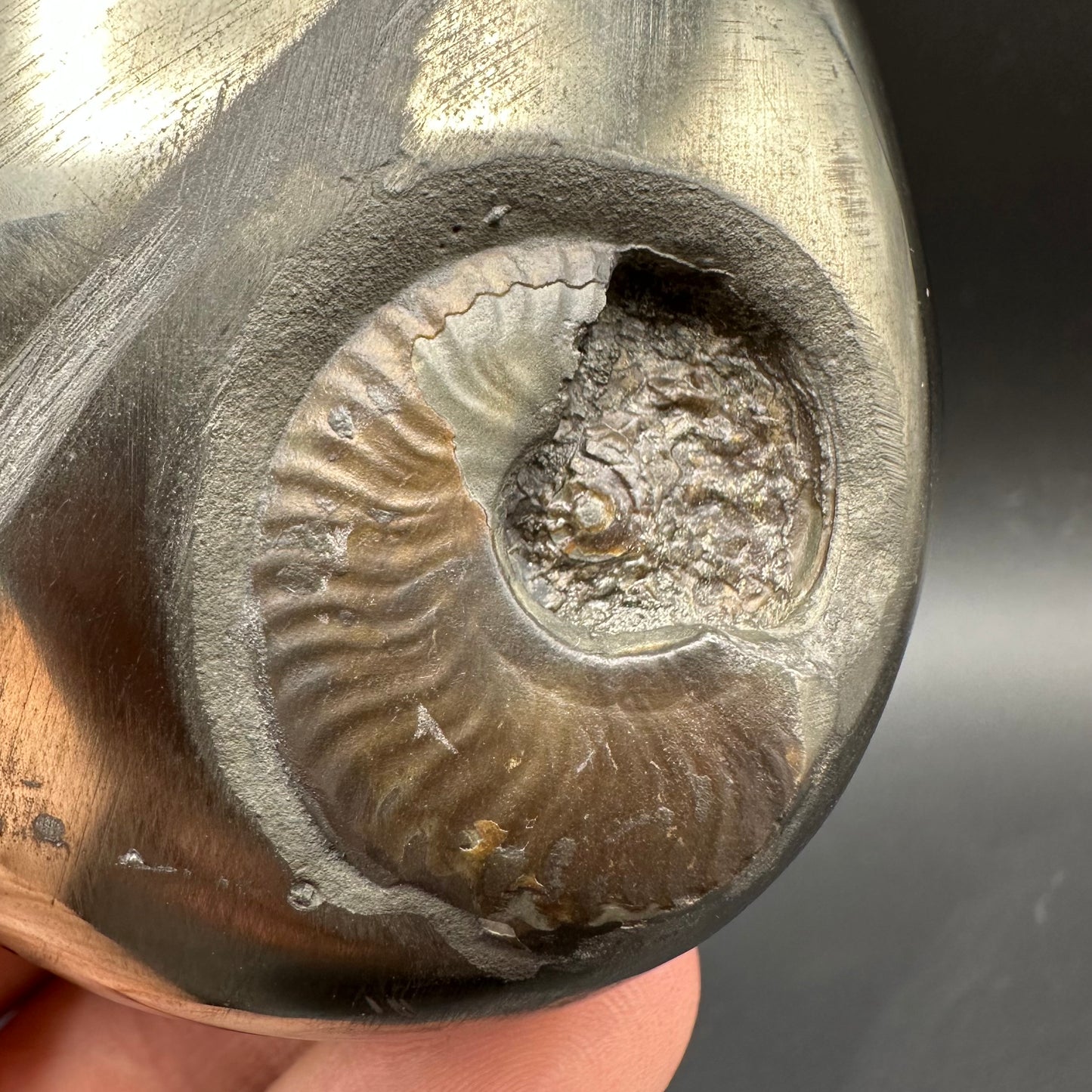 Golden Egg (GENUINE) Ammonite Fossil With Stand - Whitby, North Yorkshire Jurassic Coast Yorkshire Fossils