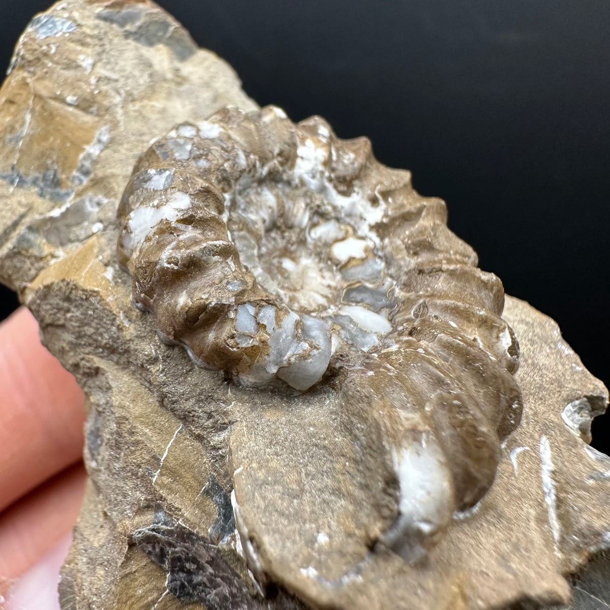 Androgynoceras capricornus Ammonite Fossil With Stand - Whitby, North Yorkshire Jurassic Coast Yorkshire Fossils