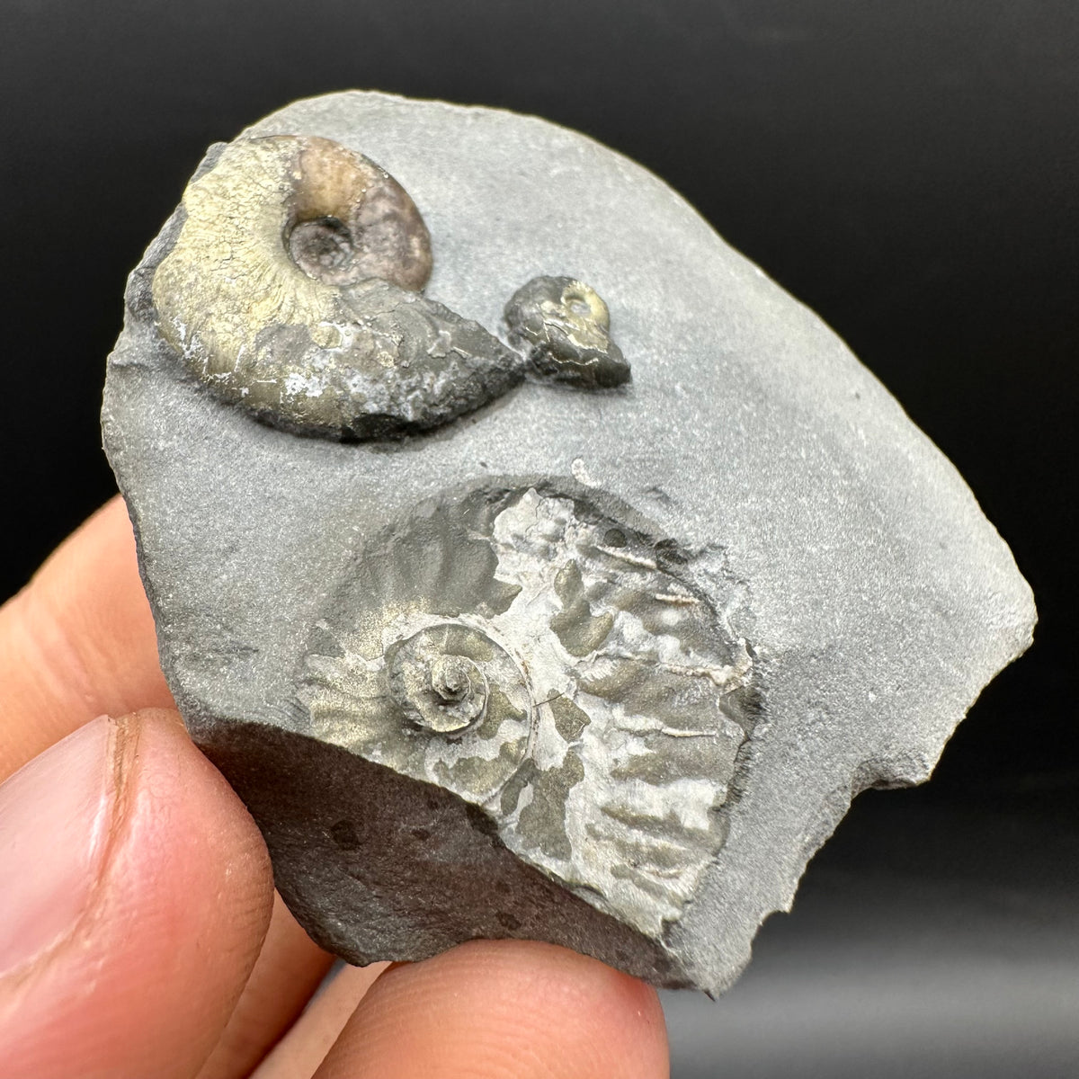 Eleganticeras Elegantulum ammonite fossil with box and stand - Whitby, North Yorkshire Jurassic Coast, Yorkshire Fossils