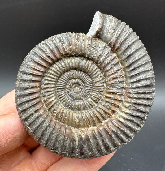Dactylioceras Ammonite Fossil With Box And Stand - Whitby, North Yorkshire Jurassic Coast Yorkshire Fossils