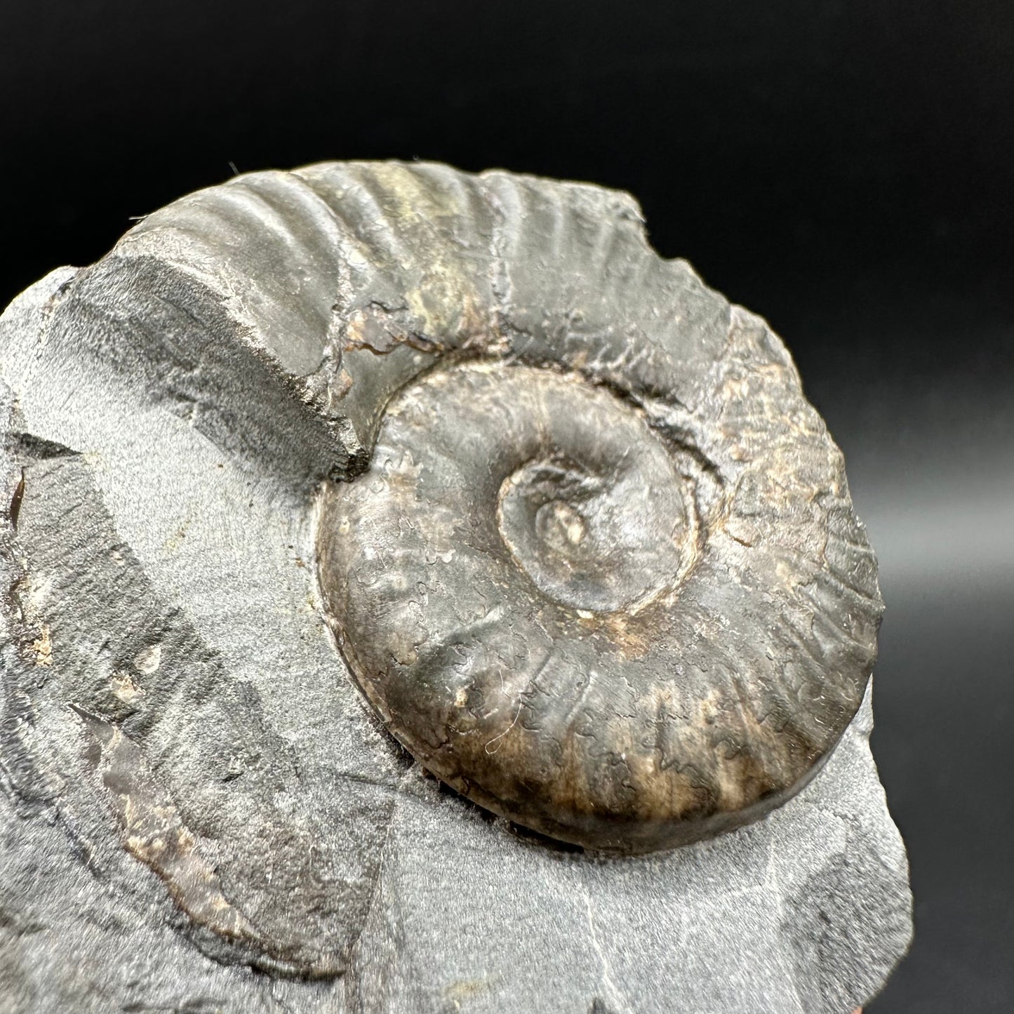 Grammoceras thoaurense Ammonite shell fossil with box and stand - Whitby, North Yorkshire, Yorkshire Fossils from the Jurassic Coast