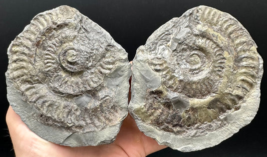 Hildoceras lusitanicum Ammonite Nodule (split pair) Fossil With Stand - Whitby, North Yorkshire Jurassic Coast Yorkshire Fossils
