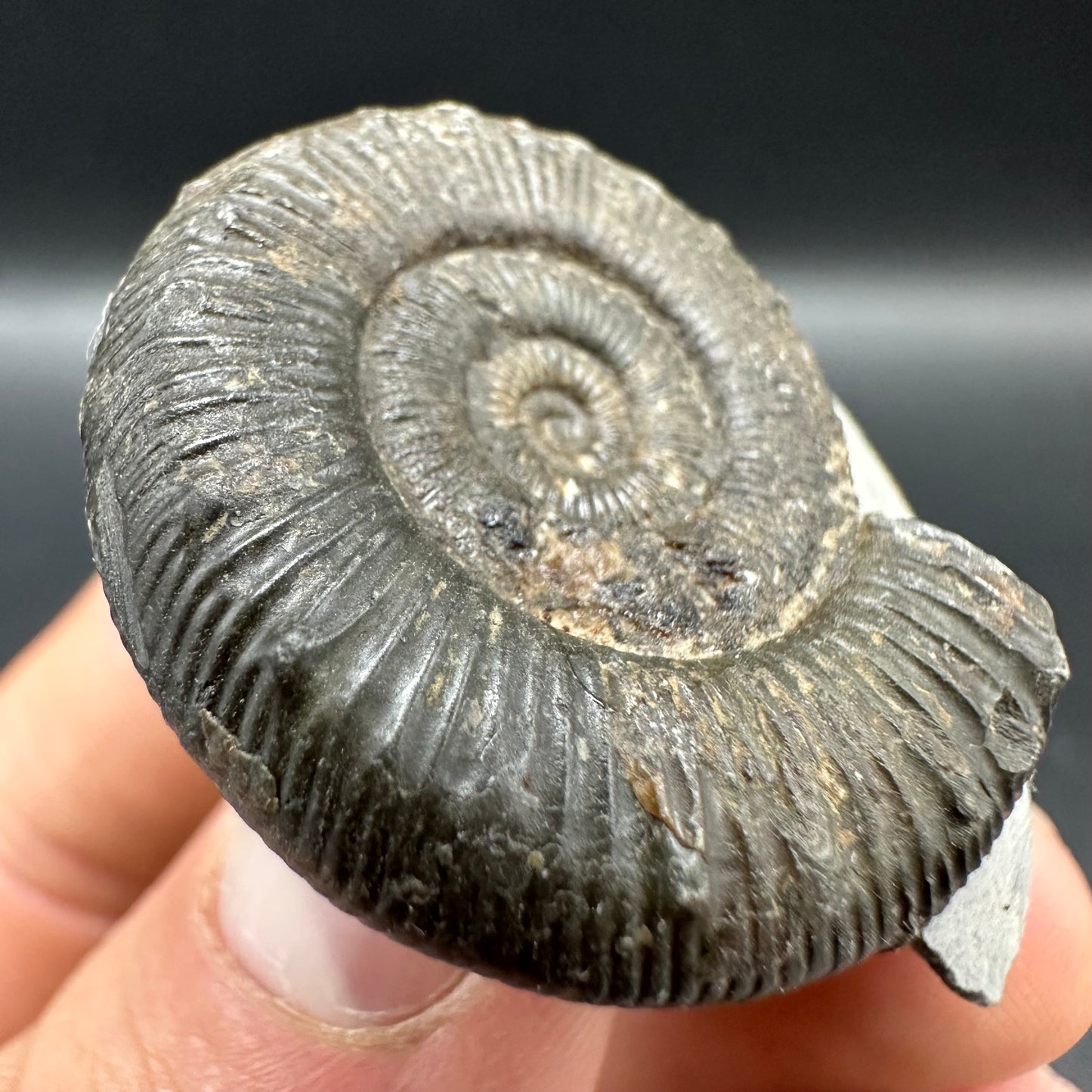 Peronoceras turriculatum Ammonite fossil with box and stand - Whitby, North Yorkshire Jurassic Coast, Yorkshire fossils