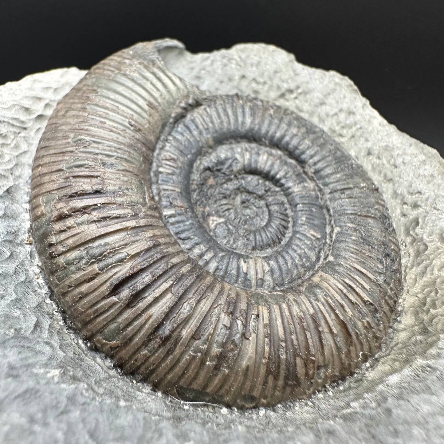 Dactylioceras semicelatum Ammonite fossil with box and stand - Whitby, North Yorkshire Jurassic Coast Yorkshire Fossils
