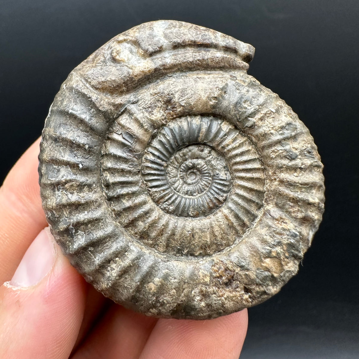 Snakestone Ammonite Fossil With Bag/Box And Stand - Whitby, North Yorkshire Jurassic Coast Yorkshire Fossils