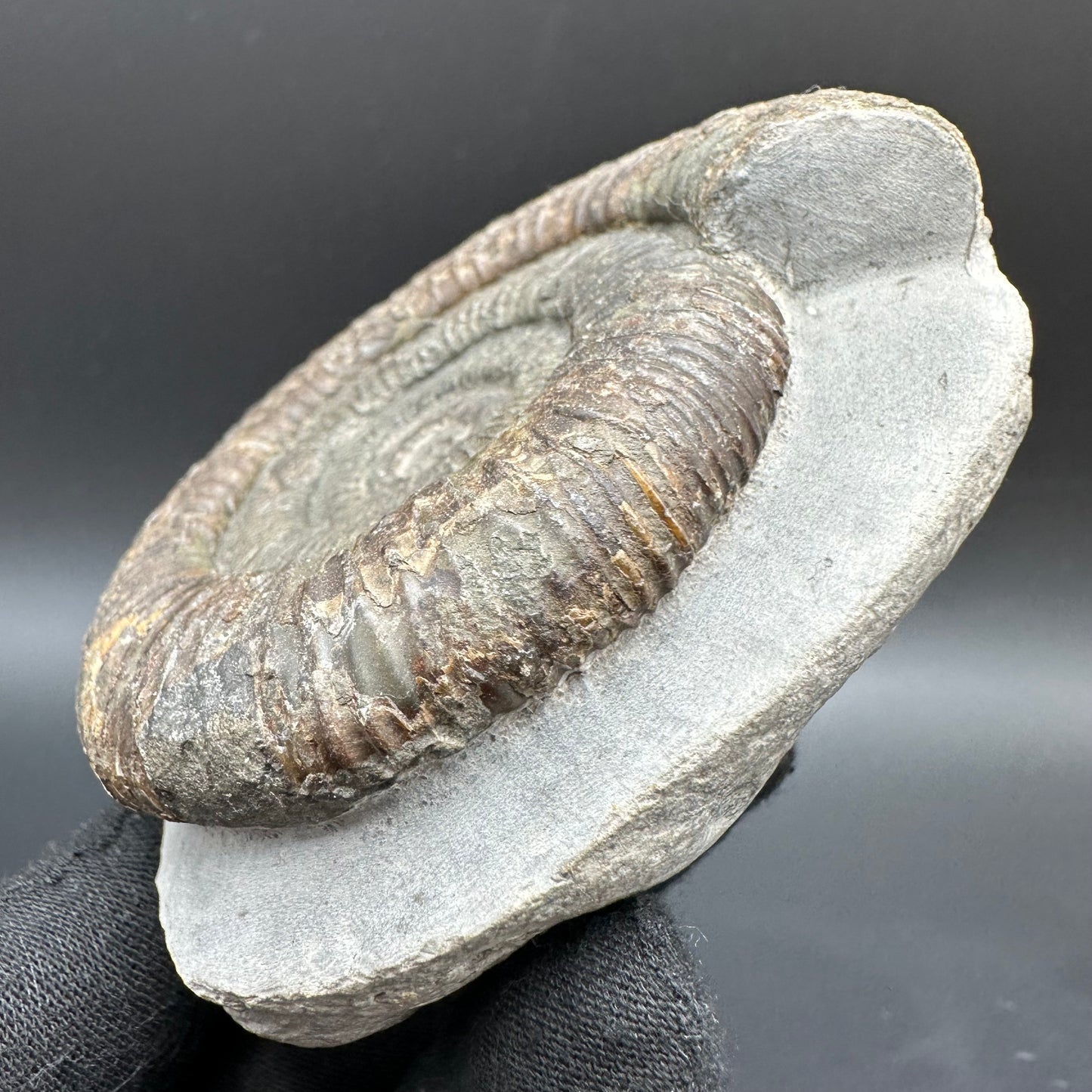 Dactylioceras Ammonite Fossil With Box And Stand - Whitby, North Yorkshire Jurassic Coast Yorkshire Fossils