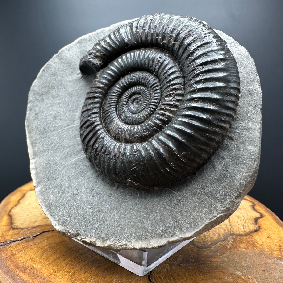 Dactylioceras Ammonite Fossil With box and Stand - Whitby, North Yorkshire Jurassic Coast Yorkshire Fossils